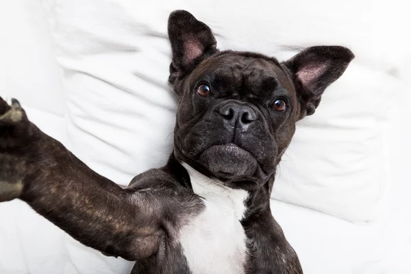 Dog selfie in bed — Stock Photo, Image