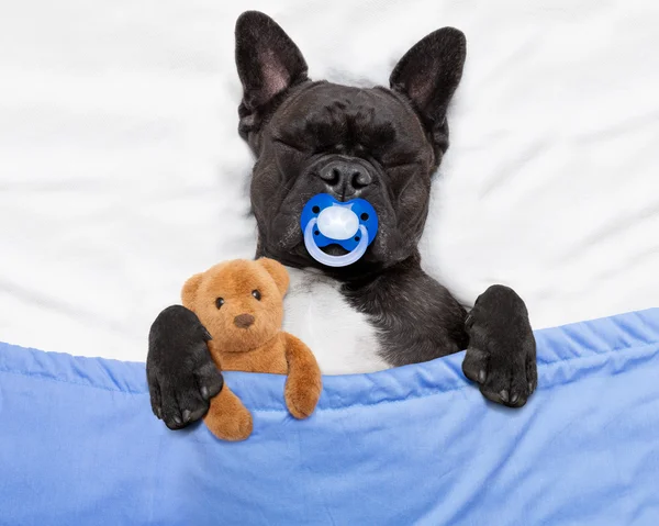 Hond slapen in bed — Stockfoto