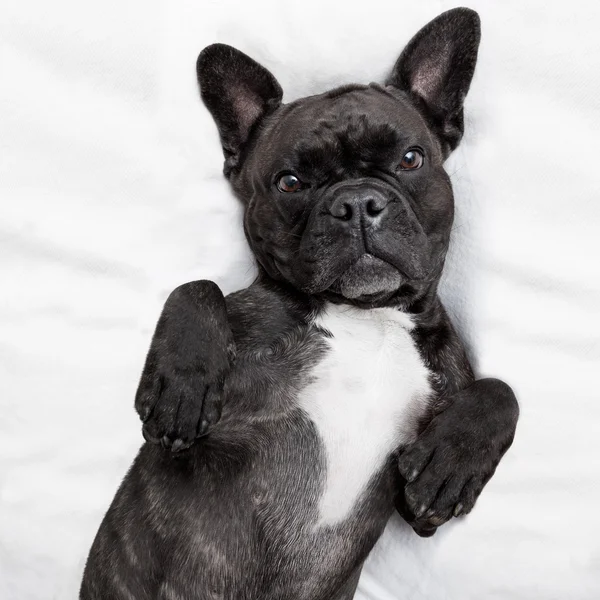 Perro durmiendo en la cama — Foto de Stock