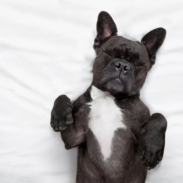 Hond slapen in bed — Stockfoto