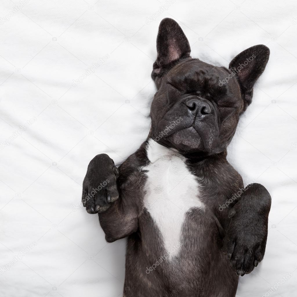 dog sleeping  in bed