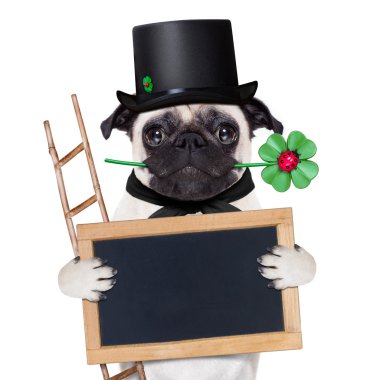 Yeni yıl arifesinde köpek