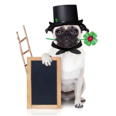 Yeni yıl arifesinde köpek