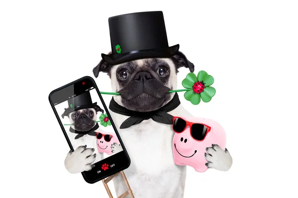 Silvestrovská pes selfie — Stock fotografie