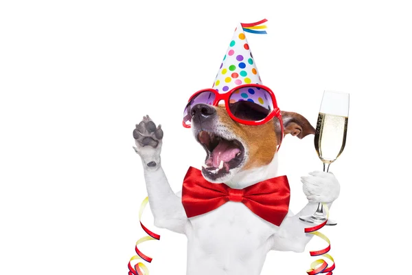Happy birthday dog — Stock Image Happy birthday dog Stock Photo