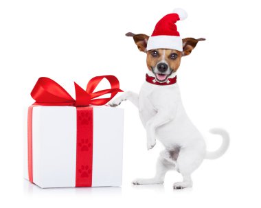Noel Baba Noel köpek