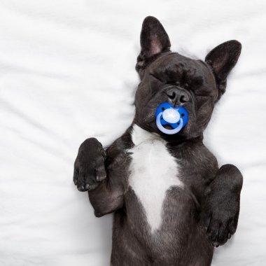 Köpek yatakta uyuyor.