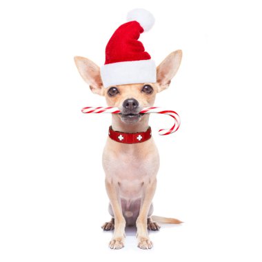 Noel Baba Noel köpek