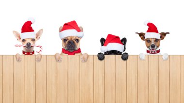 Noel Baba köpeklerin satır