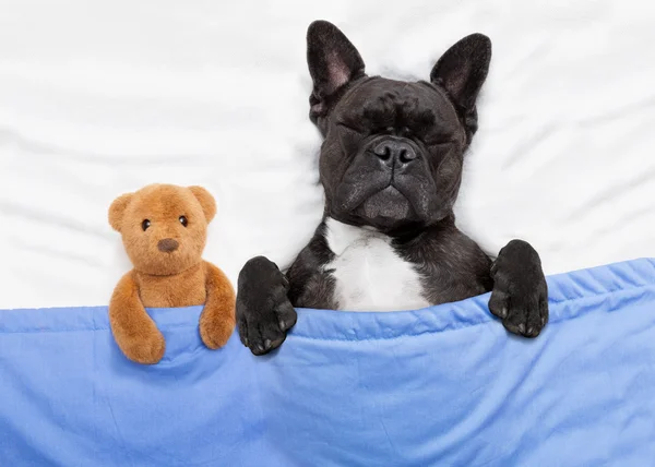 Dog sleeping  in bed — Stock Photo, Image