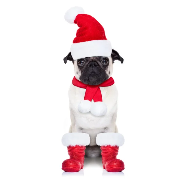 Cane di Babbo Natale — Foto Stock