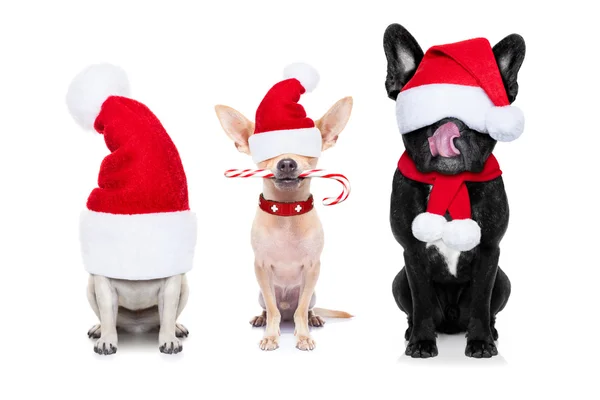 Ряд собак Санта-Клауса — стоковое фото