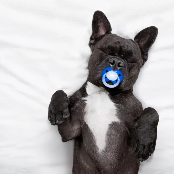 Hund schläft im Bett — Stockfoto