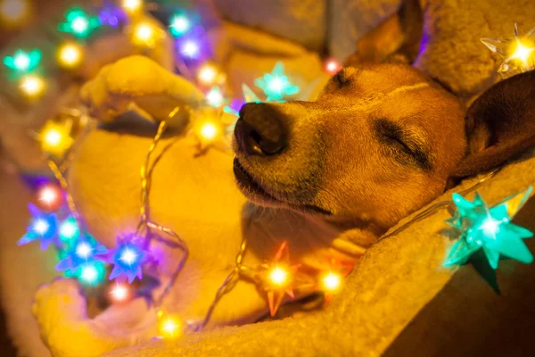 Christmas hund med fairy ljus — Stockfoto