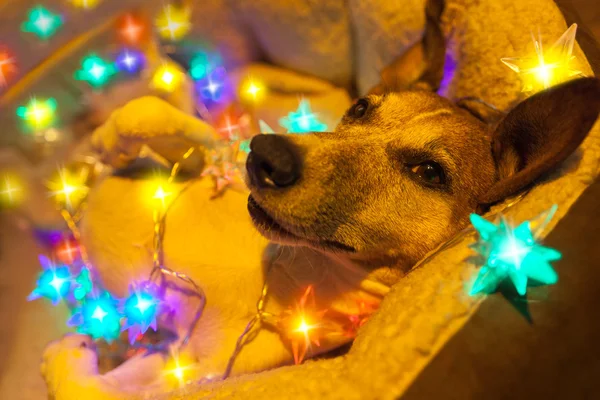 Christmas dog with fairy lights — Stock Photo, Image