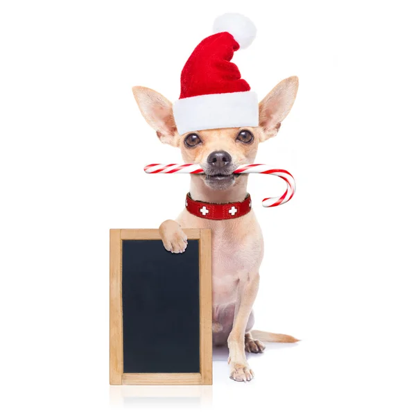 Kerstmis hond als santa claus — Stockfoto