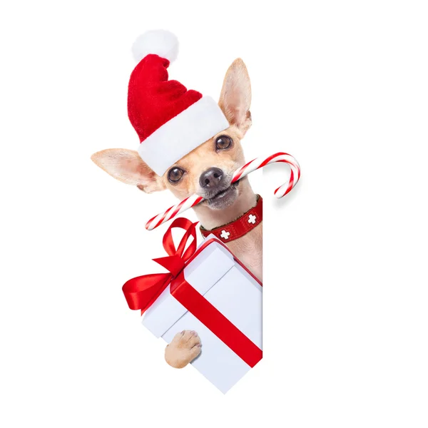 Christmas dog as  santa claus — Stock Photo, Image