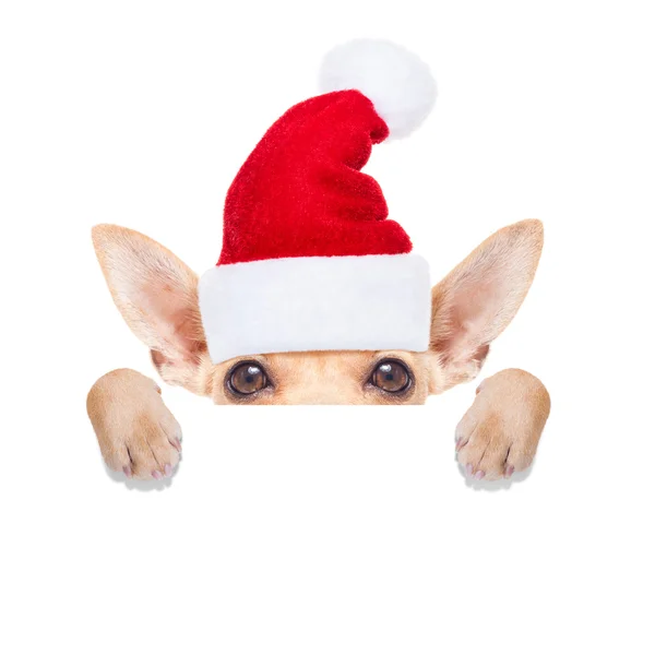 Christmas hund som jultomten — Stockfoto