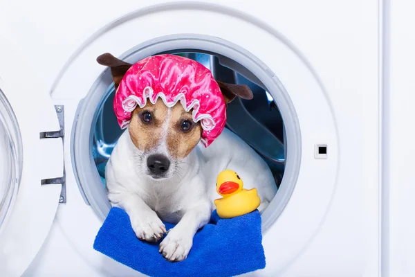 Mycie psów i — Zdjęcie stockowe