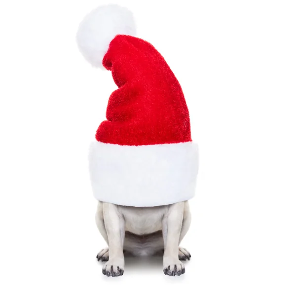 Natale cane e Babbo Natale — Foto Stock