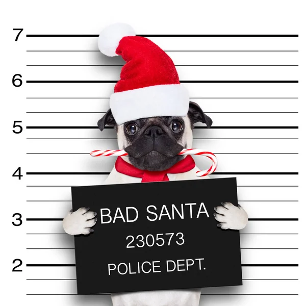 Mugshot santa dog Stock Picture