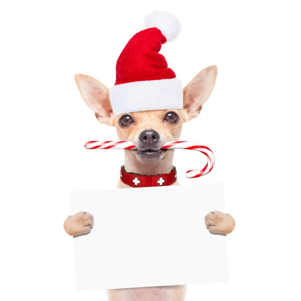 Christmas dog as santa claus — Stock Image Christmas dog as santa claus Stock Picture