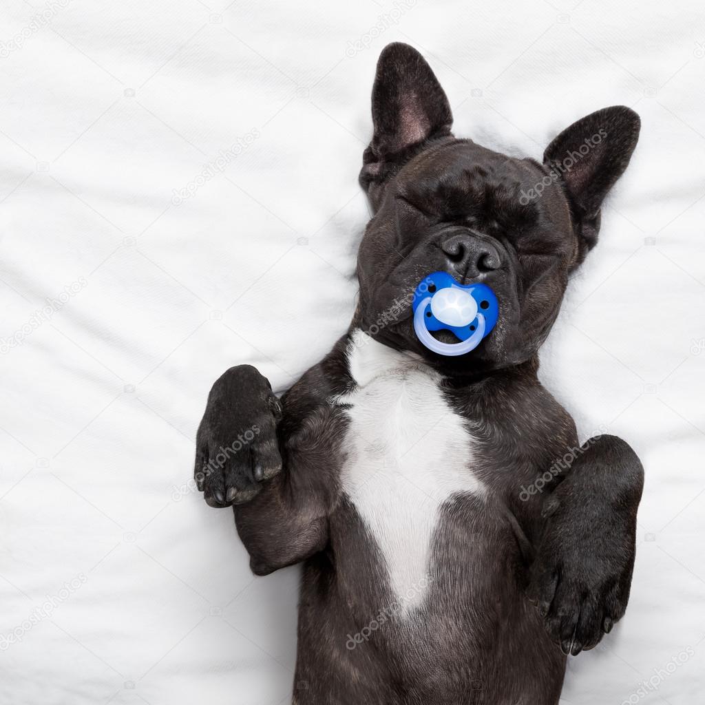 dog sleeping  in bed