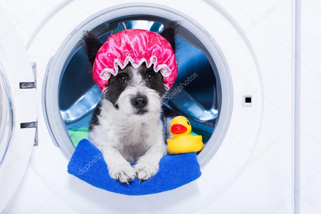washing dog  and