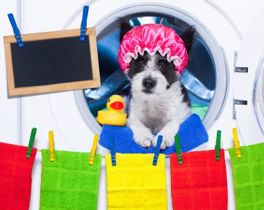 köpek ev işleri
