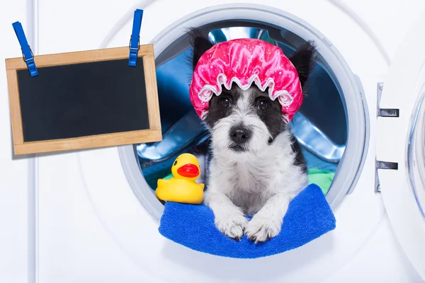 Hond huishoudelijk werk klusjes — Stockfoto