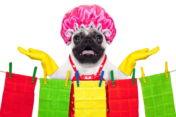 Dog doing household chores — Stock Photo, Image