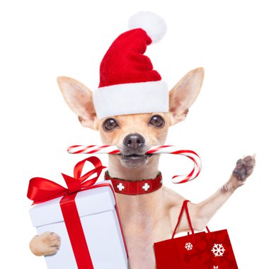 Noel Baba Noel köpek