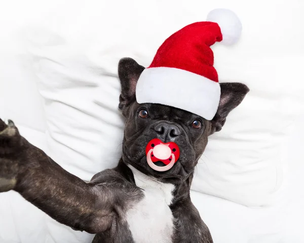 Santa claus selfie perro —  Fotos de Stock