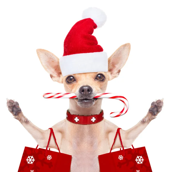 Christmas hund som jultomten — Stockfoto