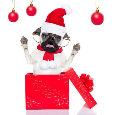 Noel sürpriz köpek