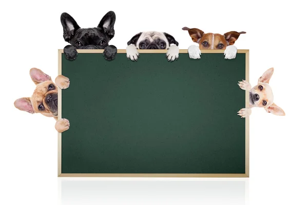 Rij van plakkaat met honden — Stockfoto