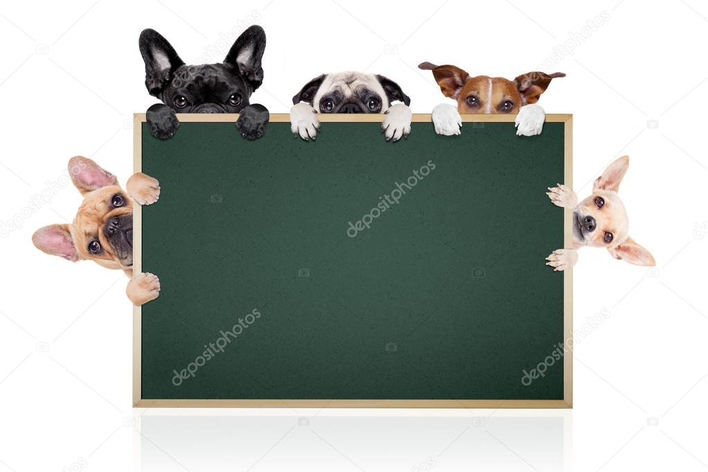 row of dogs placard