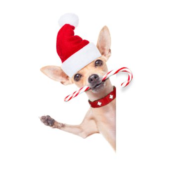 Noel Baba Noel köpek