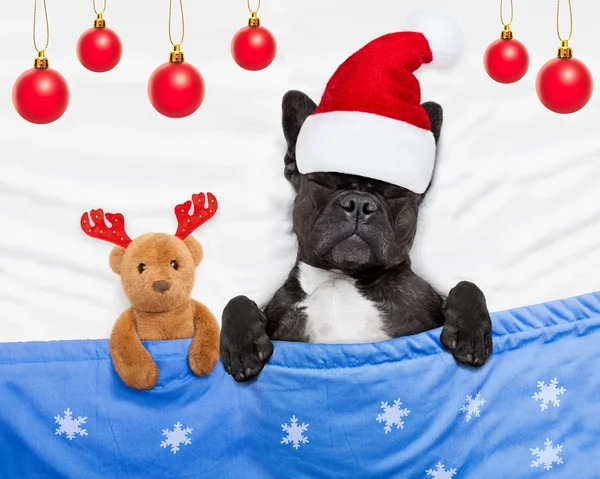 Perro de Navidad con oso de peluche durmiendo —  Fotos de Stock