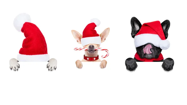 Row of santa claus dogs — Stock Photo, Image