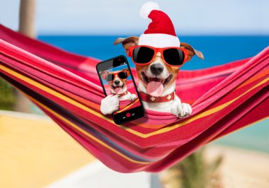 hamak Noel'de köpek