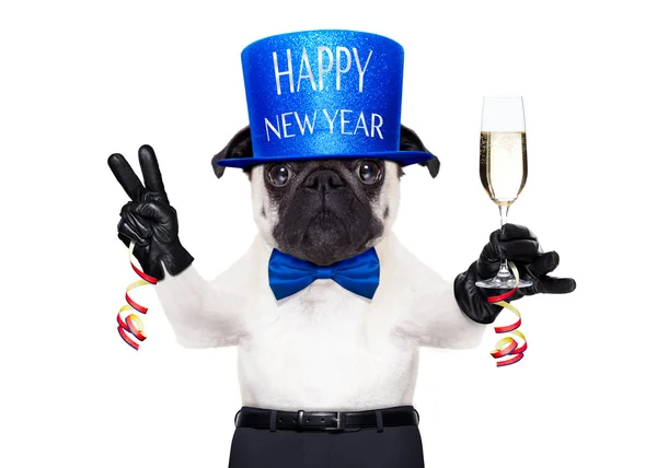 Happy new year dog — Stock Photo, Image