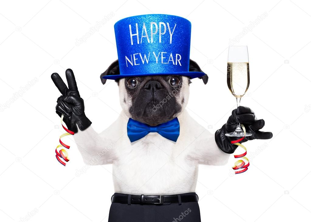 happy new year dog