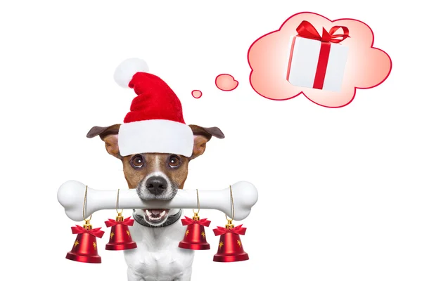 Hond met een witte bot voor Kerstmis santa claus — Stockfoto