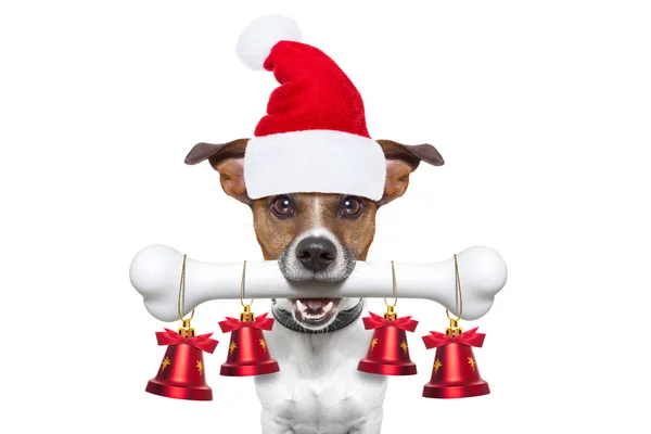 Hund mit weißem Knochen zu Weihnachten — Stockfoto