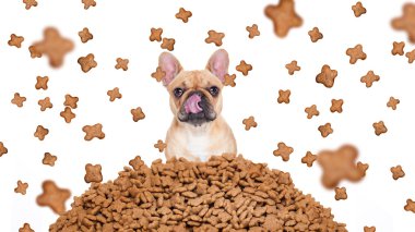 aç köpek gıda yağmurda 