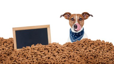 aç köpek gıda yağmurda 