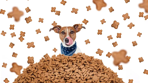 Cão faminto em uma chuva de comida — Fotografia de Stock