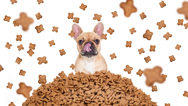 Cão faminto em uma chuva de comida — Fotografia de Stock