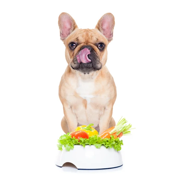 Mycket hungrig hund — Stockfoto